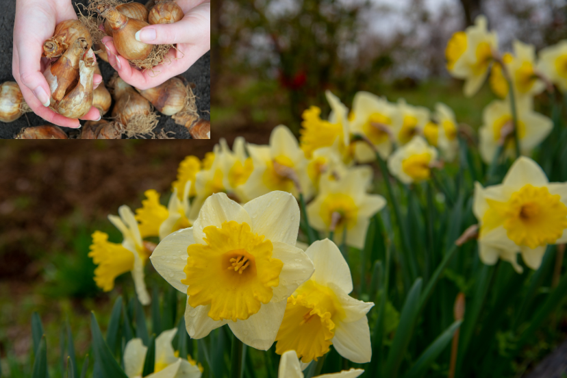 Planting_Bulbs