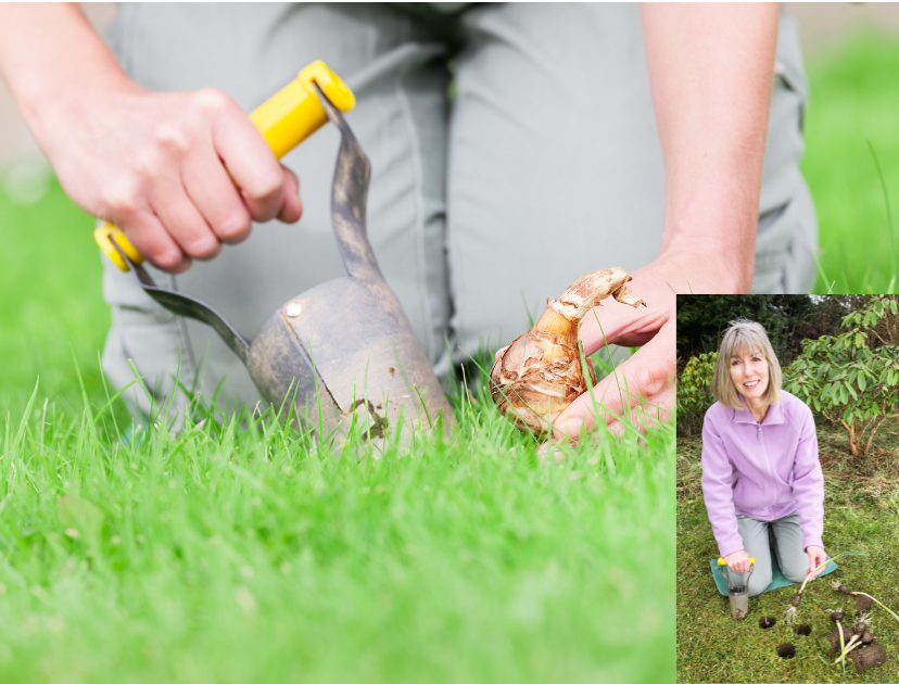 planting_bulbs-in_grass