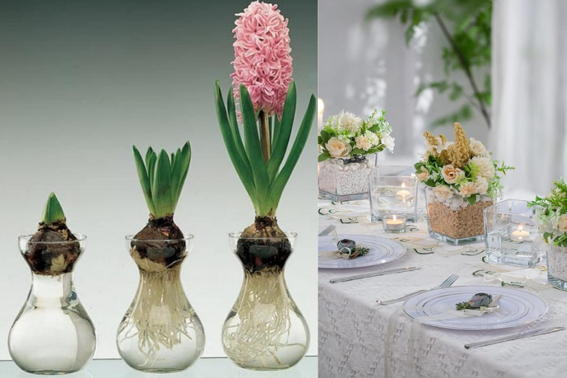 planting_bulbs_in_water