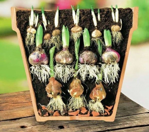 planting_bulbs_lasagne