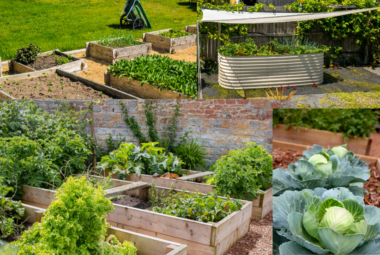 raised bed gardening